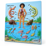 Life Cycle of Schistosoma Species Model